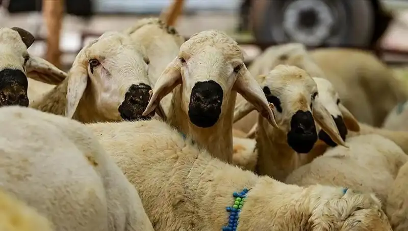 Kurban Bayramı Ne Zaman? 2023'te Bayram Tatili 9 Gün Olacak mı?