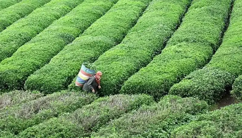 ÇAYKUR, Bayramda da Yaş Çay Alımını Kesintisiz Sürdürecek