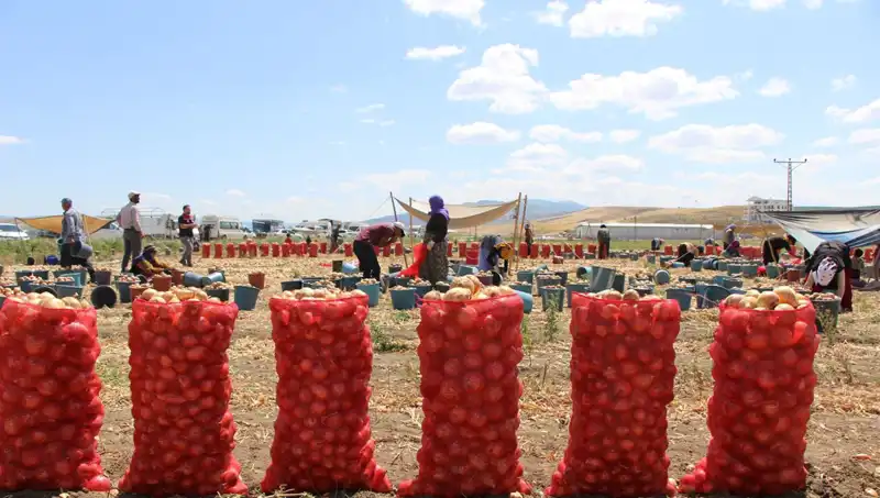 Türkiye’nin Elma İhracatında Yeni Bir Başarı Hikayesi: Amasya'nın Tatlı Elması
