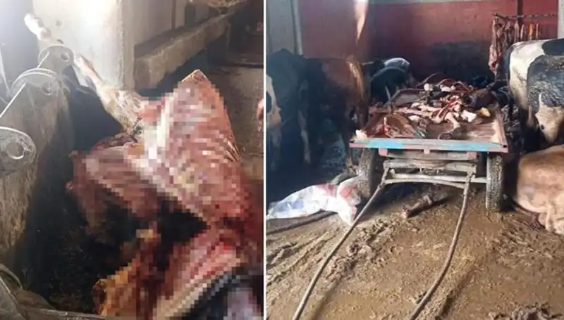 Adana'da Şok: 2,5 Ton At Eti Ele Geçirildi, 4 At Hayata Döndü
