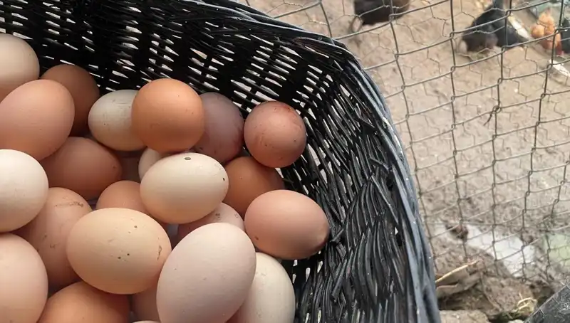 Dünyanın En Ucuz Proteini: Okul Dönemi için Hangi Besinler Tercih Edilmeli?