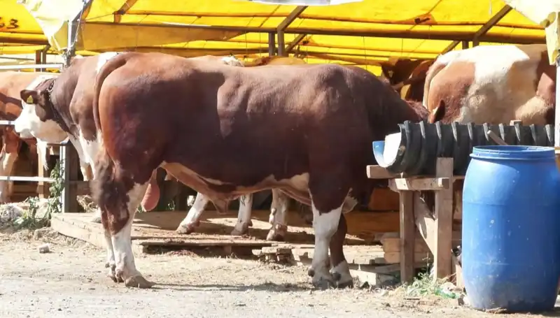 Kurban Bayramı Öncesi Pazarlar: Hareketlilik ve Fırsatlar Artıyor