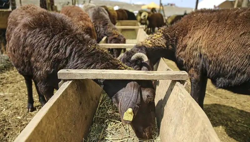Şap Hastalığı Alarmı: Hayvan Pazarı Derhal Kapatıldı