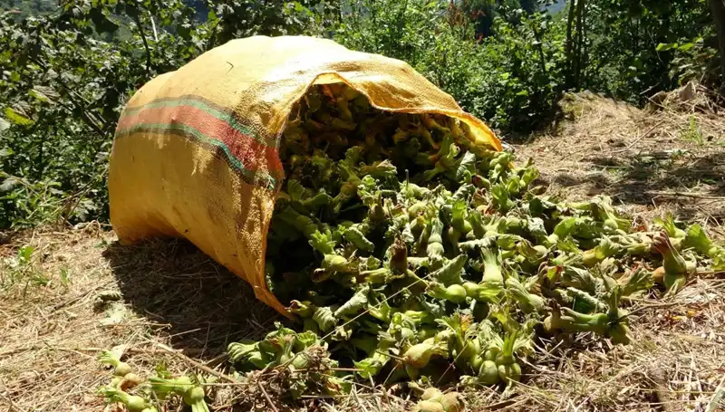 Giresun’da Fındık Hasadı Başladı: Çiftçiler Coşku İçinde Bekliyor!