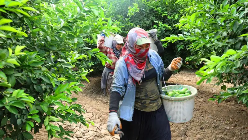 Markette Domates Kilosu 150 Lirayı Aştı, Fiyatları Düşürecek Hasat Coşkusu Başladı