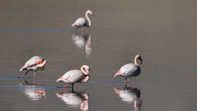 Sonbaharda Flamingo Sayısındaki Dram: Kuş Cenneti Kuraklık Tehdidi Altında