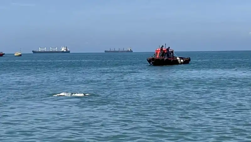 Denizin Ortasında Angus Sürüsü: Şaşkınlık Yaratan Olay!