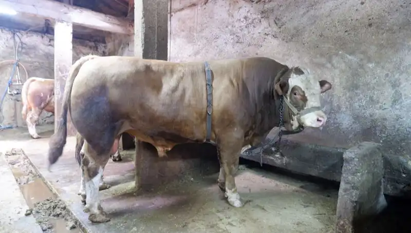 Dünyanın En Aşırı Pahalısı: 1 Ton 200 Kilo  Eşyanın Fiyatı Şaşırttı!