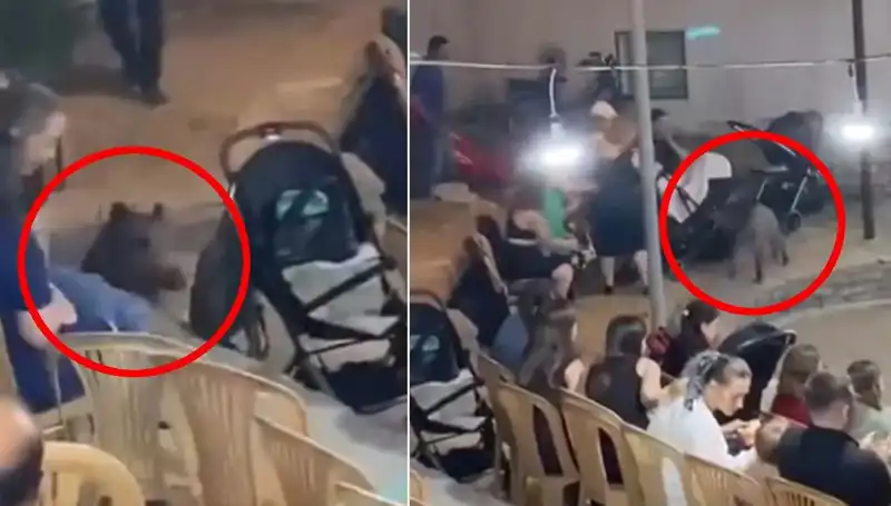 Yaban Domuzu Düğün Törenini Bastı, Davetliler Şok Oldu!