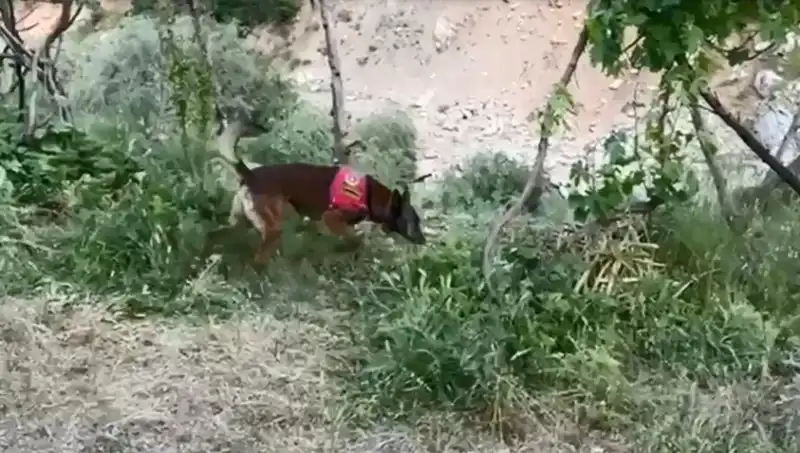 Dere Kenarına Gizlenen Esrar: Dedektör Köpeklerle Yakalanan Suçlu Ağı