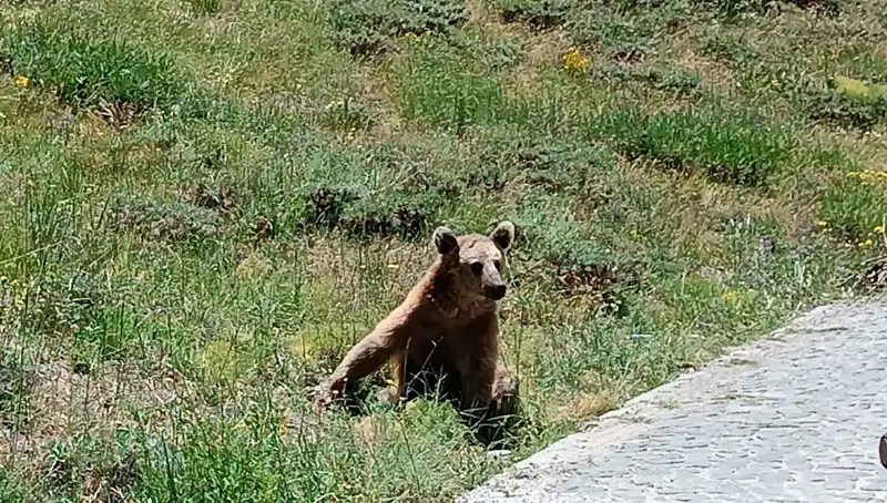 Nemrut Dağı'na Gitmeden Önce Bozayı Dikkatle Dinleyin!