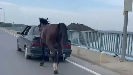 Adana’da Ata Eziyet Eden Şahsın Tutuklanması Şehri Sarsıldı