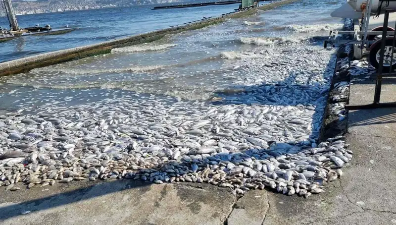 İzmir Körfezi'nde Çevre Dostu Proje ile Temizlik Seferberliği Başlıyor