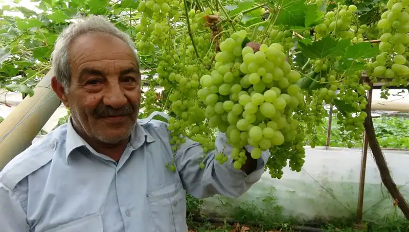 Zirai Don İle Meyve Fiyatları Tavan Yaptı: İlk Ürünler 250 TL'den Satılıyor