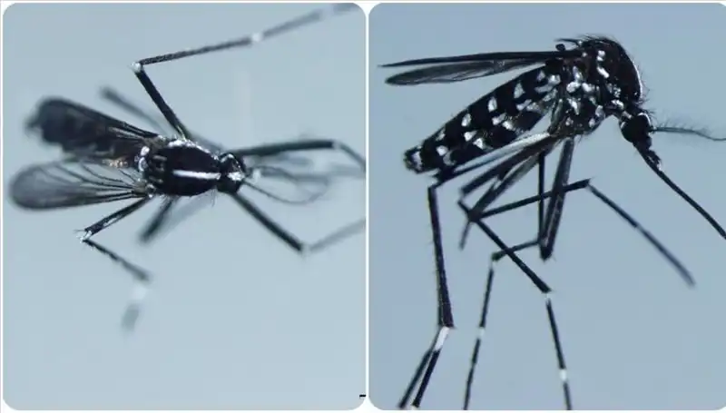 Chikungunya Virüsü: Belirtileri ve Enfekte Ülkeler Üzerine Detaylı Bilgiler