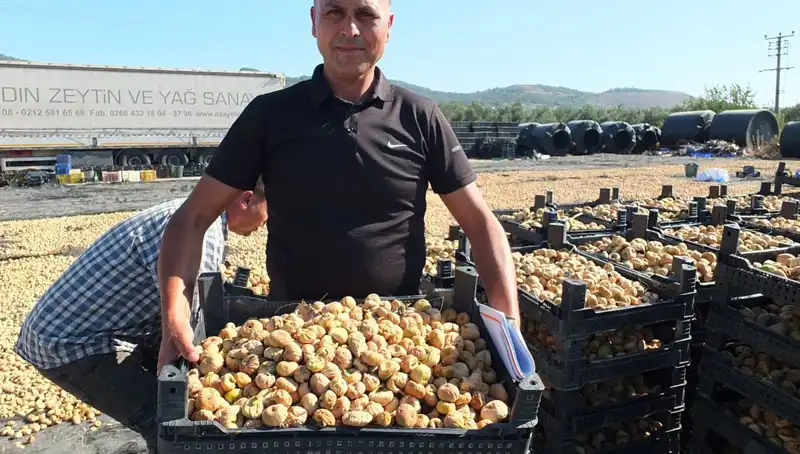 Balıkesir’de Hasat Sezonu: Çin ve Rusya'ya İhraç Edilen Ürünler