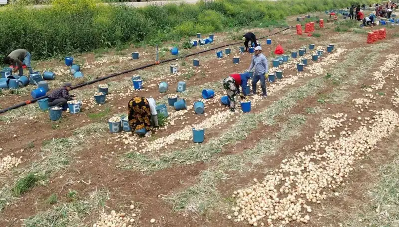 Soğan Hasadı Başladı: Fiyatlar Düşüşe Geçti, Tüketiciler Rahatladı!